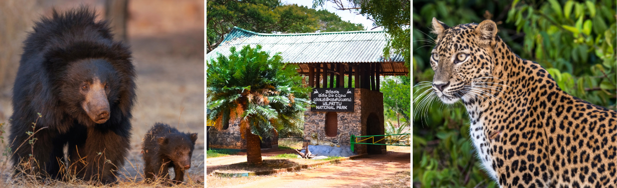 Wilpattu Safari